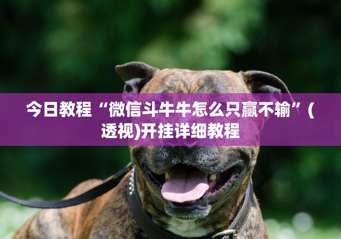 今日教程“微信斗牛牛怎么只赢不输”(透视)开挂详细教程