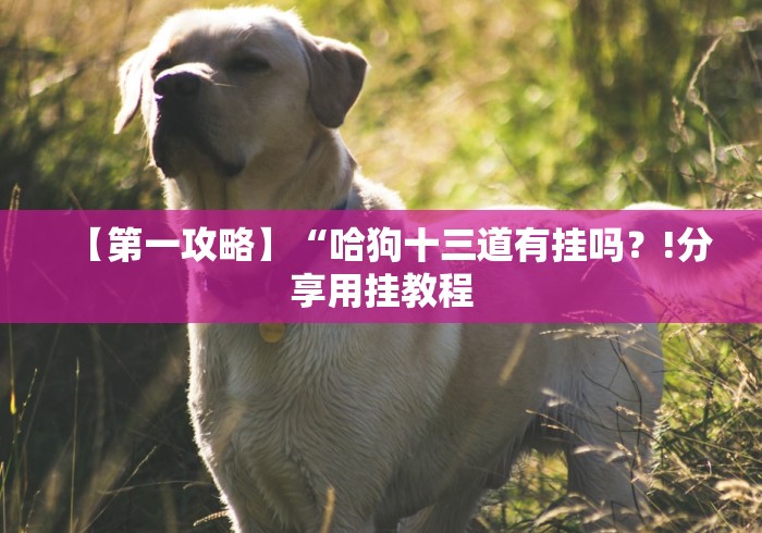 【第一攻略】“哈狗十三道有挂吗？!分享用挂教程